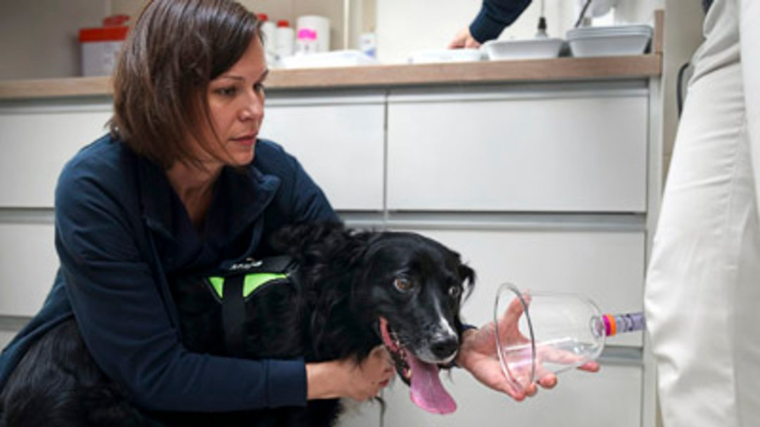 Vet Clinic Emergency